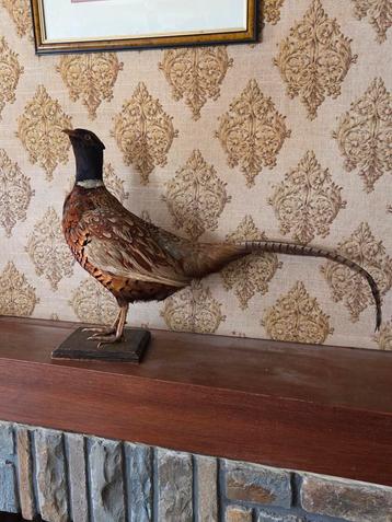 Taxidermie superbe coq faisan  beschikbaar voor biedingen