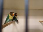 Agapornis, Dieren en Toebehoren