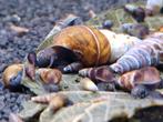 Tylomelania Blue Feanus Rabbit Snail – Konijn Sulawesi Slak, Dieren en Toebehoren, Slak of Weekdier, Zoetwatervis