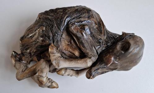 Antiek zeldzaam en uniek steenvrucht kalf museum object, Verzamelen, Dierenverzamelingen, Gebruikt, Opgezet dier, Boerderijdier