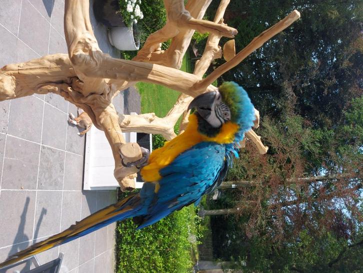 Blauwgele ara te koop., Dieren en Toebehoren, Vogels | Parkieten en Papegaaien, Papegaai, Mannelijk, Pratend, Tam, Geringd