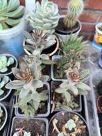 Kalanchoe tomentosa, Ophalen, Vetplant