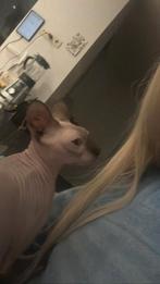 SPHYNX KITTENS GEBOREN 10 APRIL 2024, Animaux & Accessoires, Chats & Chatons | Chats Autre