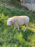 Belier texel français gros gabarit, Dieren en Toebehoren, Schapen, Geiten en Varkens, Mannelijk, Schaap, 3 tot 5 jaar