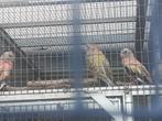 Bourkes, Meerdere dieren, Parkiet, Geringd