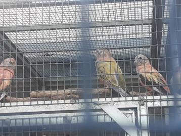 Bourkes beschikbaar voor biedingen