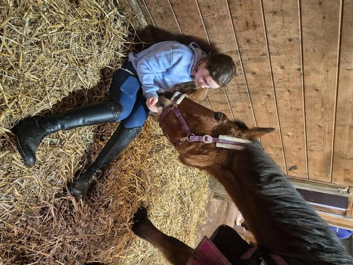 Weidemaatje merrie, Dieren en Toebehoren, Paarden, Merrie, Zadelmak, 160 tot 165 cm, 11 jaar of ouder, Recreatiepaard, Gechipt