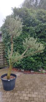 meerstammige olijfboom, Tuin en Terras, Planten | Bomen, Ophalen, In pot, Olijfboom, 100 tot 250 cm