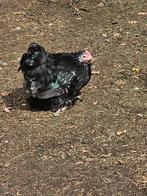 2 cochinkriel hennen en 1 zijdehoen +- 6 maand en zijdehoen, Dieren en Toebehoren, Pluimvee