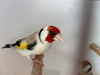 Distelvink mannen, Mannelijk, Wildzangvogel, Geringd