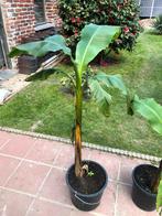 Bananenboom is bestand tegen de winter, Tuin en Terras, Planten | Tuinplanten, Ophalen of Verzenden, Winter