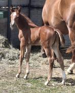 Merrie met chique merrieveulen, Dieren en Toebehoren, Merrie, Z