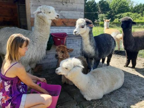 alpaca's, Dieren en Toebehoren, Overige Dieren, Meerdere dieren