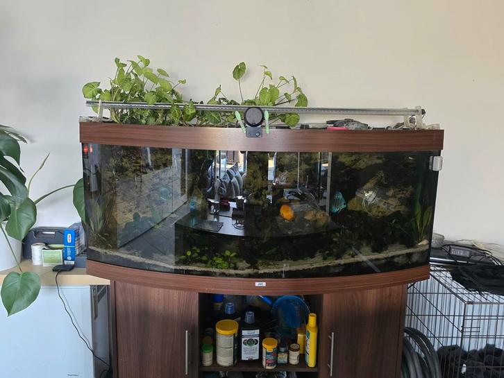 Aquarium juwel 450 gebogen glas met vissen, Dieren en Toebehoren, Vissen | Aquaria en Toebehoren, Gebruikt, Gevuld zoetwateraquarium