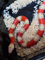 Prachtige lampropeltis nelsoni albino nakweek 2025., Dieren en Toebehoren, Reptielen en Amfibieën, Amfibie