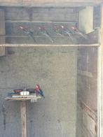 Rode Rosellas, Dieren en Toebehoren, Vogels | Parkieten en Papegaaien