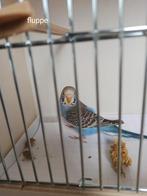 Grasparkieten, Domestique