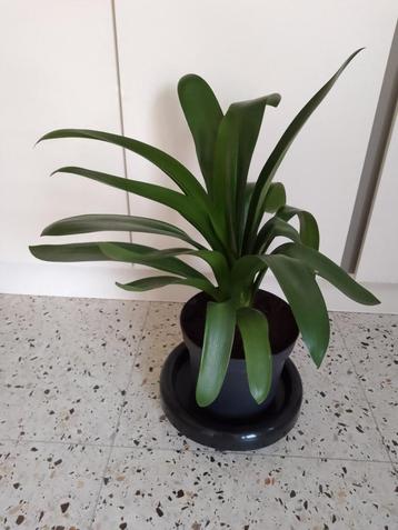 Saint-Joseph ( clivia) beschikbaar voor biedingen