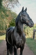 Super lieve merrie, Dieren en Toebehoren, Merrie