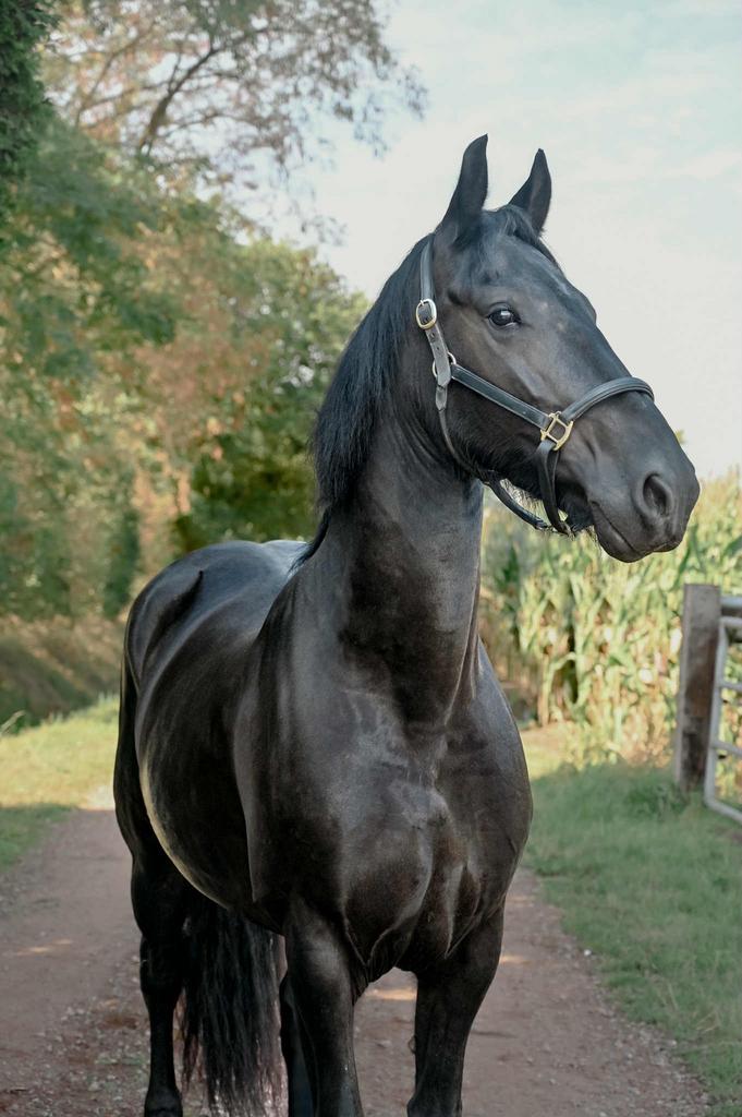 Super lieve merrie, Dieren en Toebehoren, Paarden, Merrie