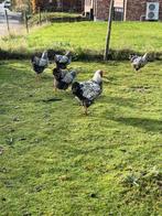 Wyandotte kippen, Dieren en Toebehoren, Pluimvee