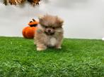 Pomeriaan pups, Dieren en Toebehoren, België, Keeshond, CDV (hondenziekte), 8 tot 15 weken
