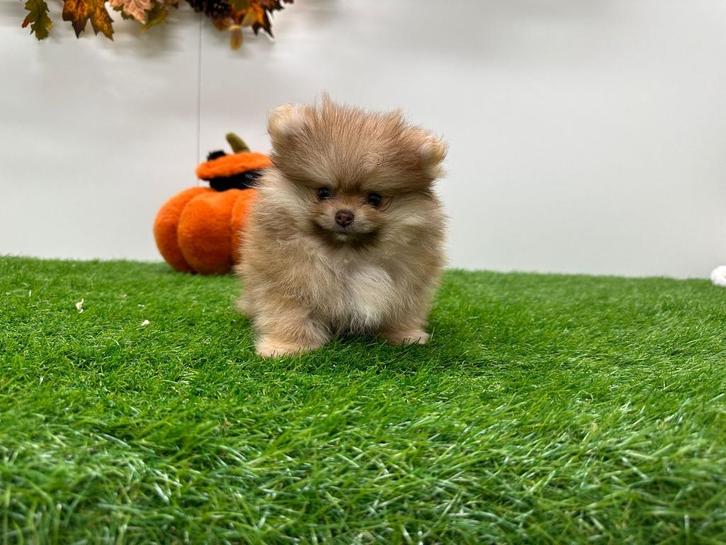Pomeriaan pups, Dieren en Toebehoren, Honden | Poolhonden, Keeshonden en Oertypen, Meerdere dieren, Keeshond, Fokker | Professioneel