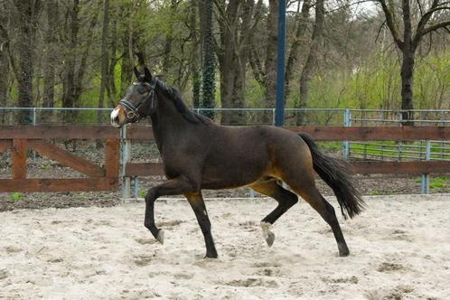3 jarige E pony ruin afstamming springpony allround dressuur, Dieren en Toebehoren, Pony's, Ruin, Onbeleerd, E pony (1.48m - 1.57m)