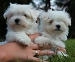 Chiots Bichon maltais, Animaux & Accessoires, Chiens | Chihuahuas & Chiens de compagnie, Bichon maltais, Plusieurs, Parvovirose