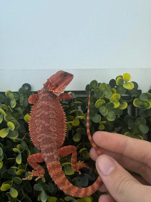 Full Monster, Dieren en Toebehoren, Reptielen en Amfibieën, Amfibie, 0 tot 2 jaar