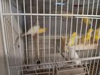 Canaris, Dieren en Toebehoren, Vrouwelijk, Zangkanarie