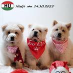 Chow Chow femelles (crème) chiots à vendre, Animaux & Accessoires, 15 semaines à 1 an, Hépatite contagieuse (maladie de Rubarth)