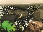 3 Afrikaanse moerasschildpadden pelomedusa subrufa, Dieren en Toebehoren, Reptielen en Amfibieën, Schildpad, 0 tot 2 jaar