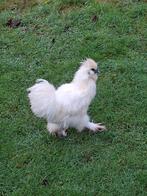 5 gratis zijdehoen haantjes, Dieren en Toebehoren, Mannelijk, Kip