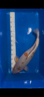 Ochiba te koop, Dieren en Toebehoren