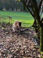 Wallaby, Animaux & Accessoires, Décembre, Mâle