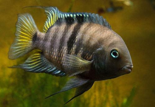 Jonge Amatitlania sajica / Cryptoheros sajica (Midden-Amerik, Dieren en Toebehoren, Vissen | Aquariumvissen, Zoetwatervis, Vis