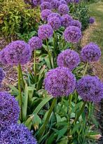 Allium “purple sensation”, Ophalen, Halfschaduw