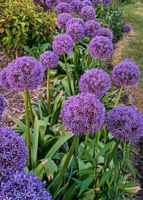Allium “purple sensation”, Tuin en Terras, Planten | Tuinplanten, Halfschaduw, Ophalen