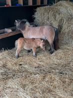 Mini pony’s tekoop, Dieren en Toebehoren, Pony's