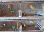 luntino roseicollis parkiet, Dieren en Toebehoren
