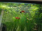 Platy en endler guppy, Dieren en Toebehoren
