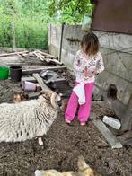 Ouessant ram 1 jaar, Mannelijk, Schaap, 0 tot 2 jaar