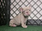 Bouledogue francais, België, Fokker | Hobbymatig, Reu, CDV (hondenziekte)