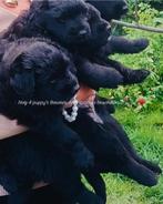 Bouvier des Flandres, Dieren en Toebehoren, Bouvier, België, Particulier, 8 tot 15 weken