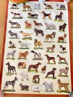 Vintage poster "CANI" - groot formaat met 41 hondenrassen, Ophalen, Rechthoekig Staand, Deurposter of groter, Zo goed als nieuw