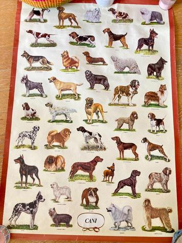 Vintage poster "CANI" - groot formaat met 41 hondenrassen beschikbaar voor biedingen