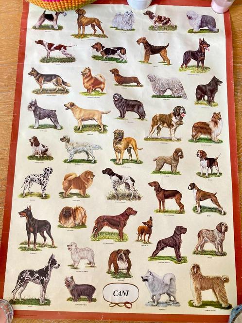 Vintage poster "CANI" - groot formaat met 41 hondenrassen, Verzamelen, Posters, Zo goed als nieuw, Dier of Natuur, Deurposter of groter