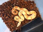 Boa, Dieren en Toebehoren, Reptielen en Amfibieën, Slang, Tam