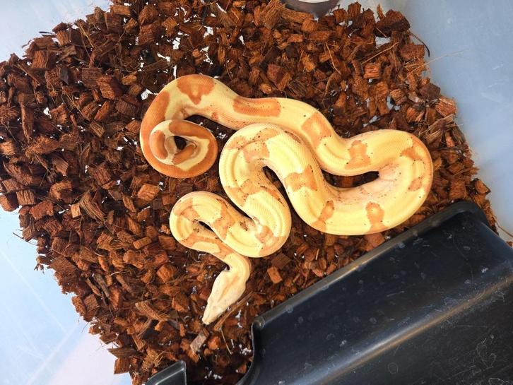 Boa, Dieren en Toebehoren, Reptielen en Amfibieën, Slang, Tam